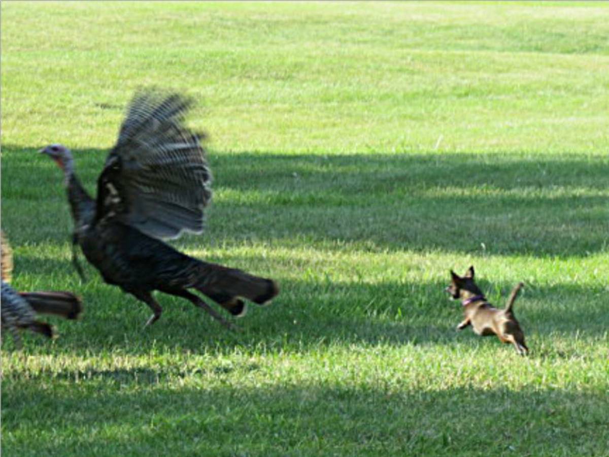 This is my favorite game !