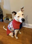Christmas sweater