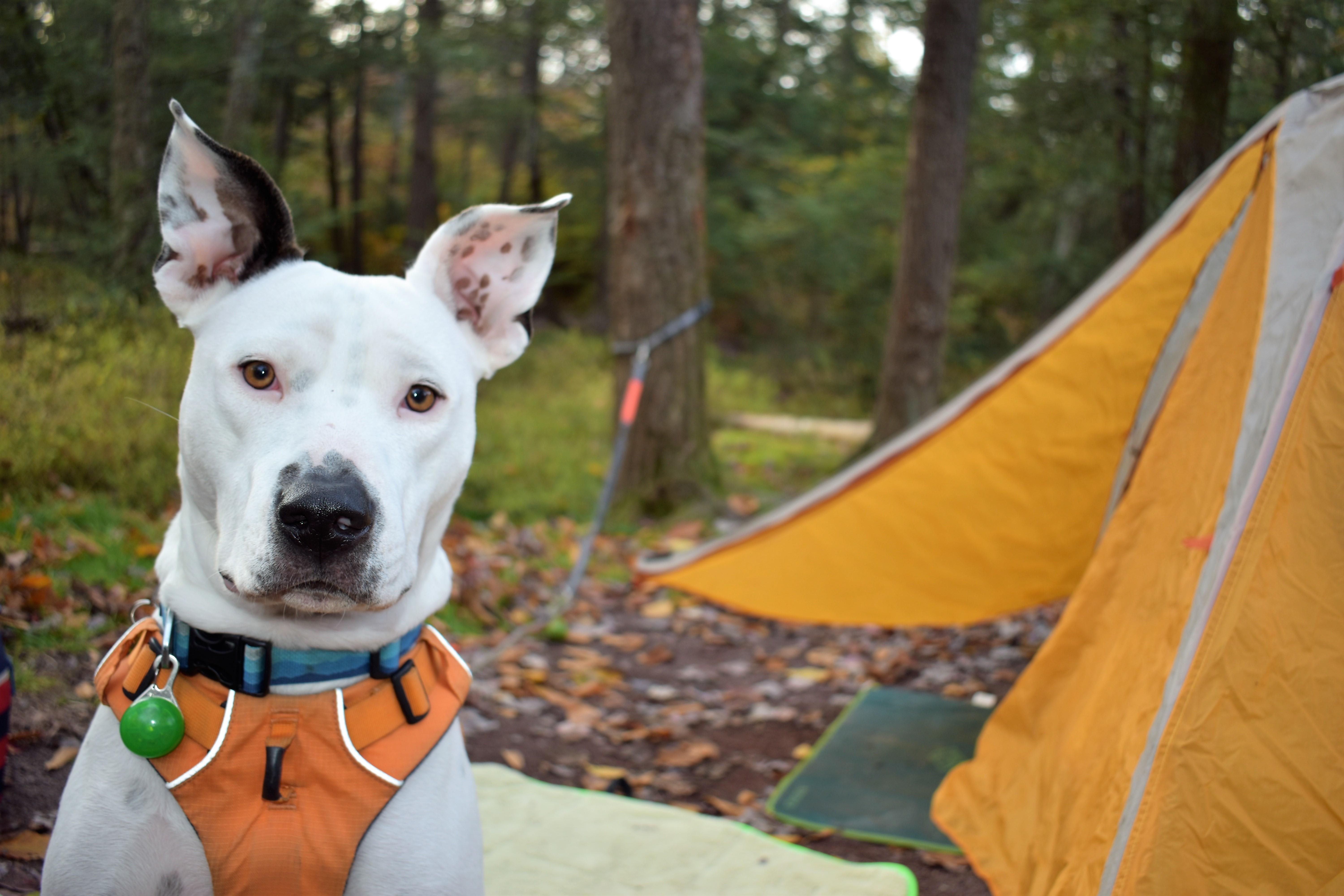 Archie in his natural habitat.