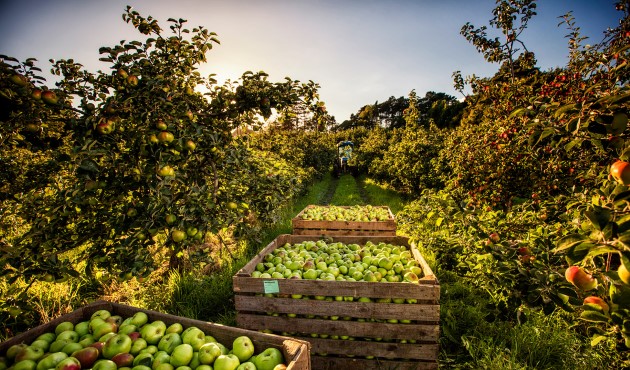 The Orchard County, Armagh