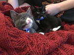 Foster kitties - Emmett and Naomi