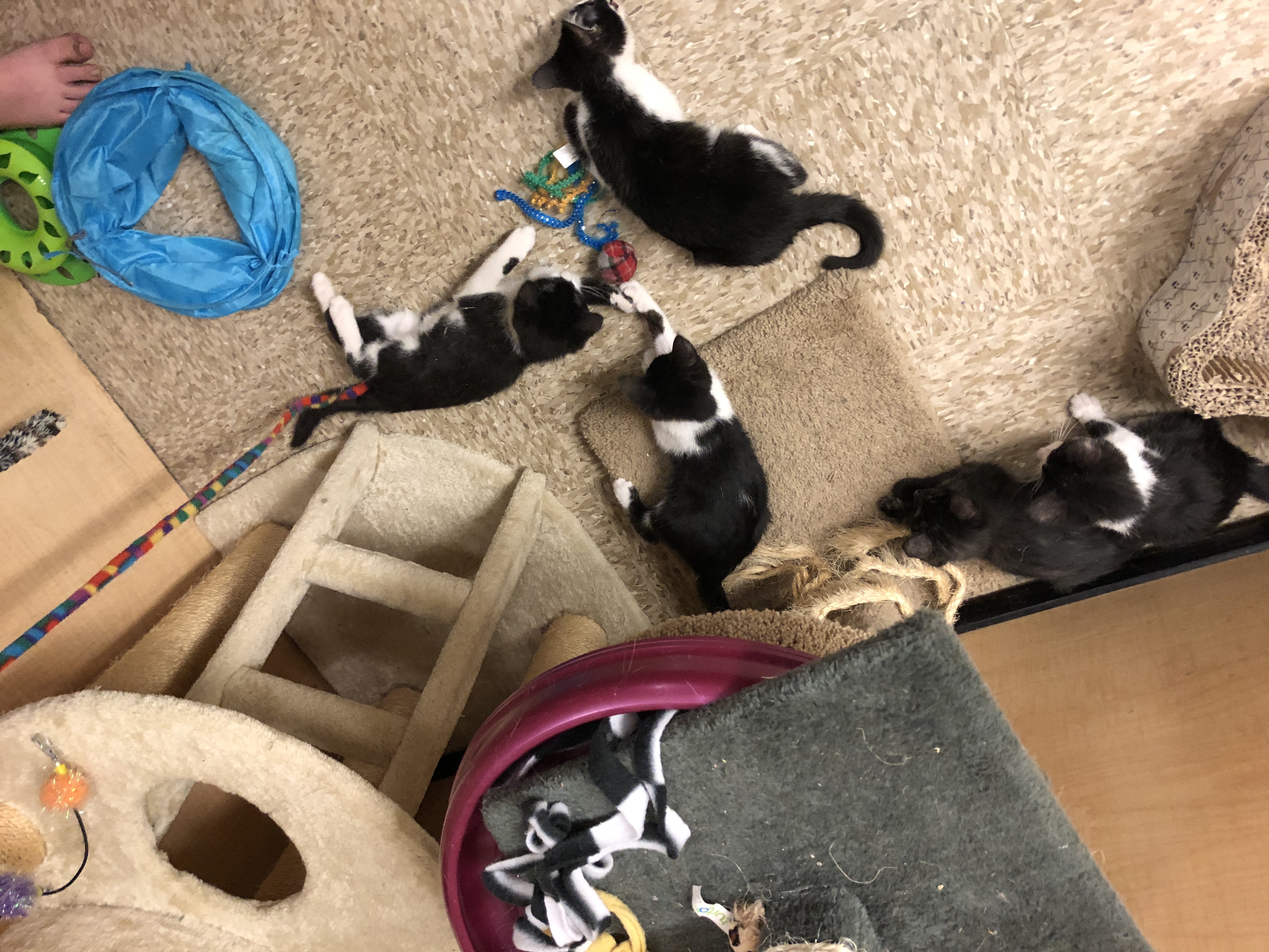 Kitten Season in Canoga Park!