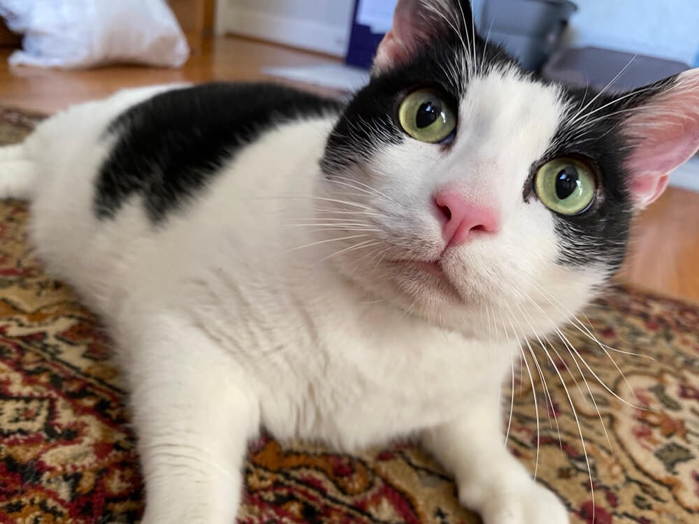 Basil, Foster #12 at Foxtail Farms