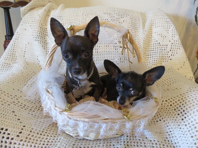 Basket full of babes