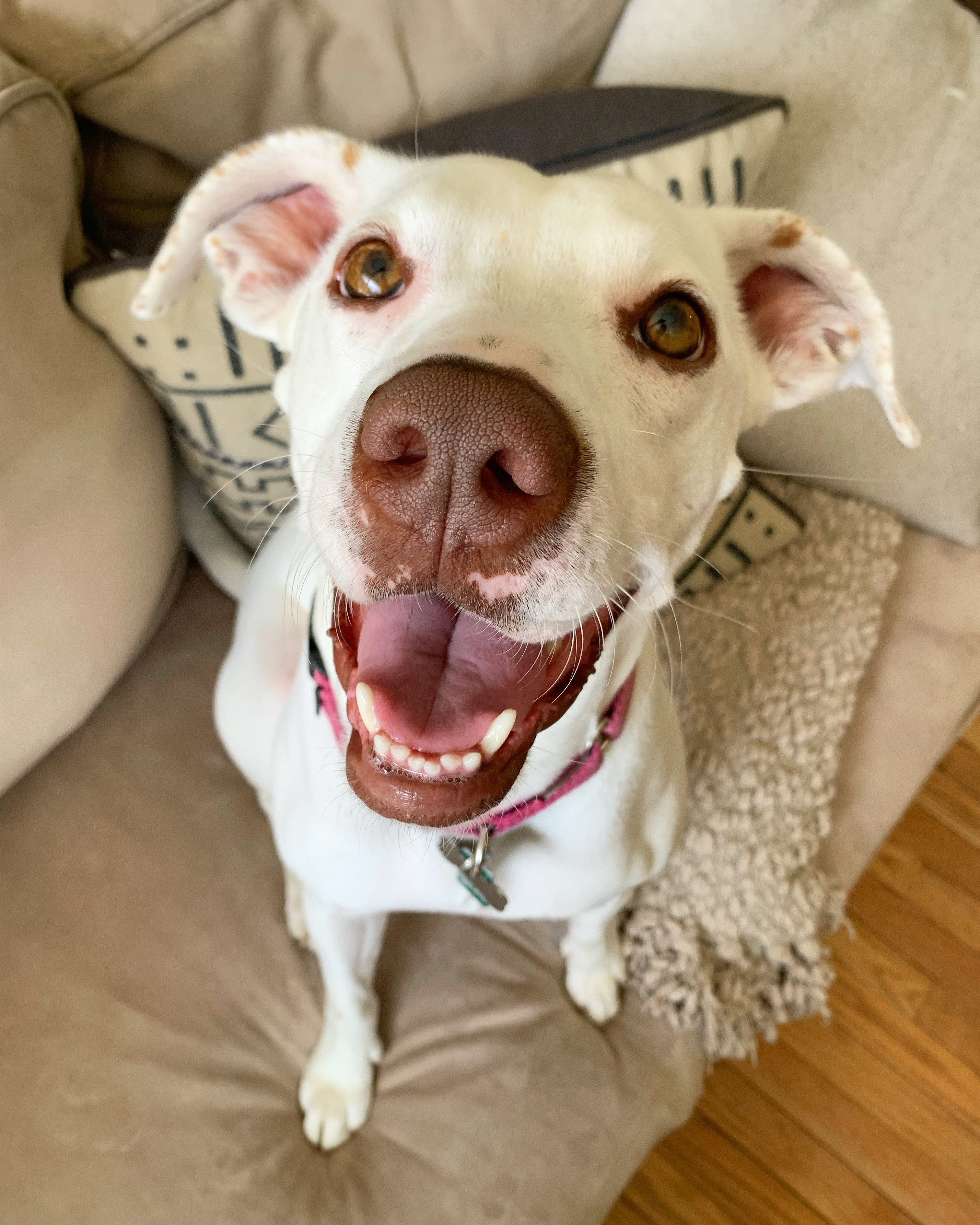 This is my "treats plz?" face