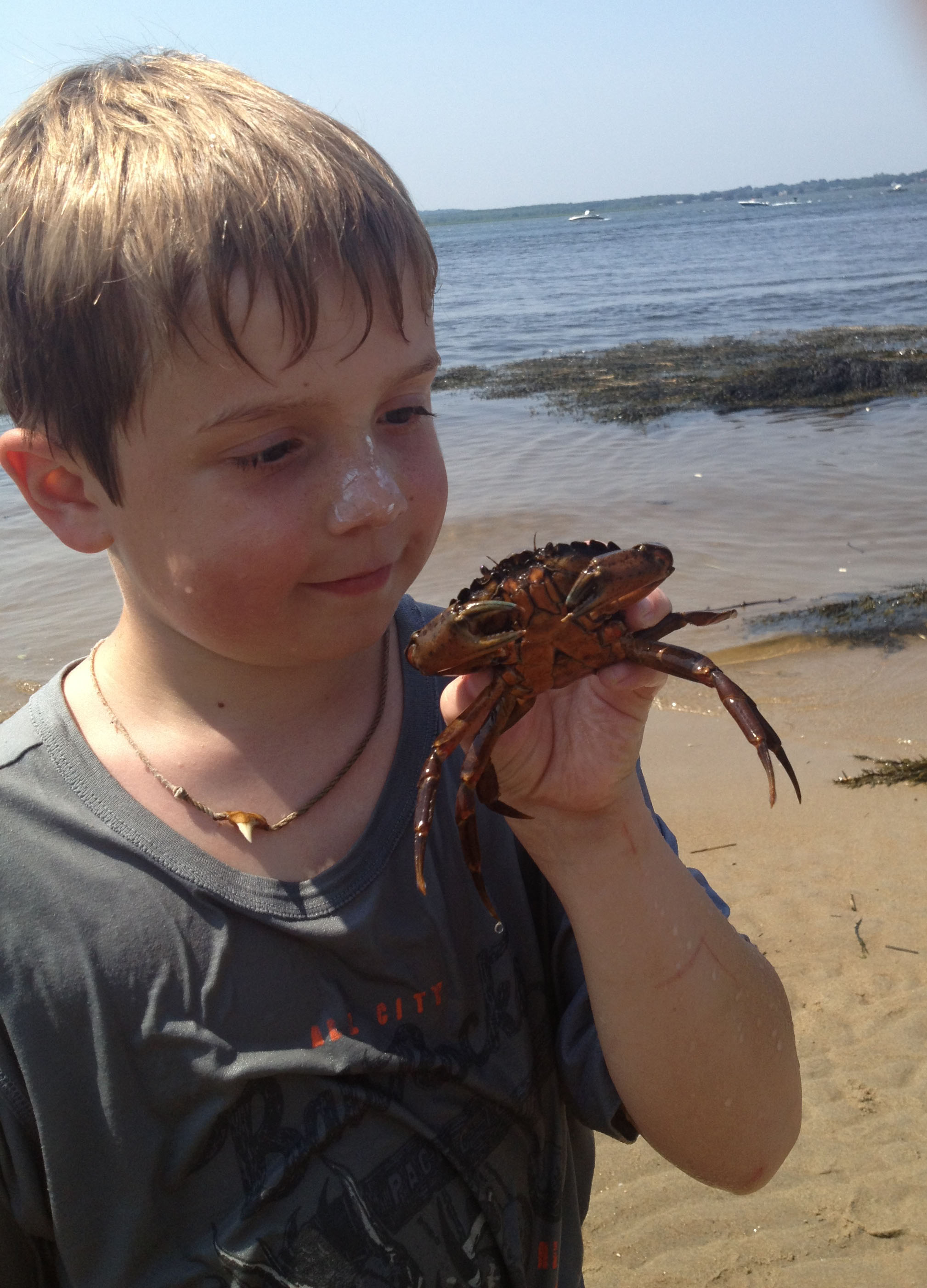 Catching green crabs