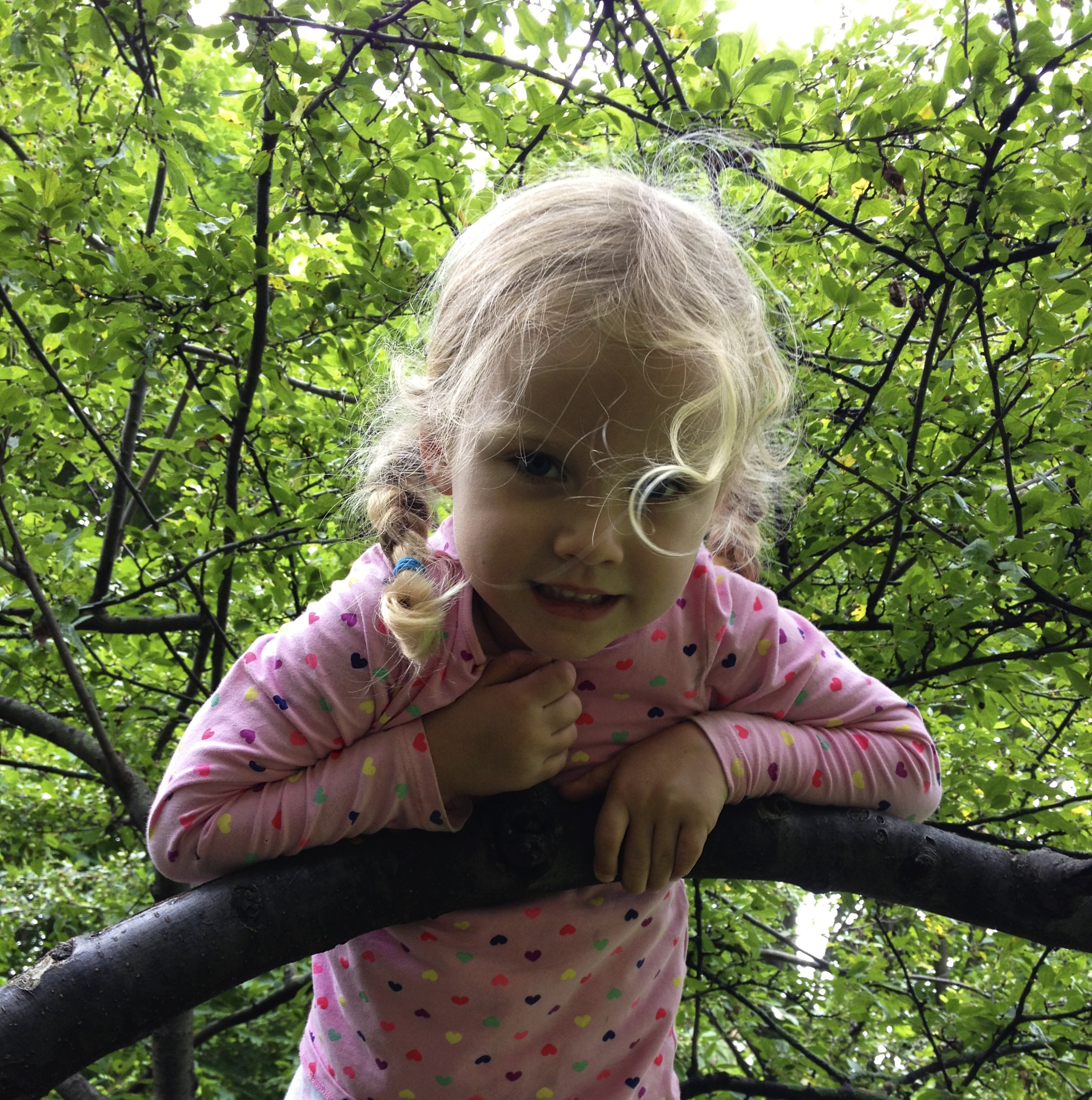 Learning to climb a tree