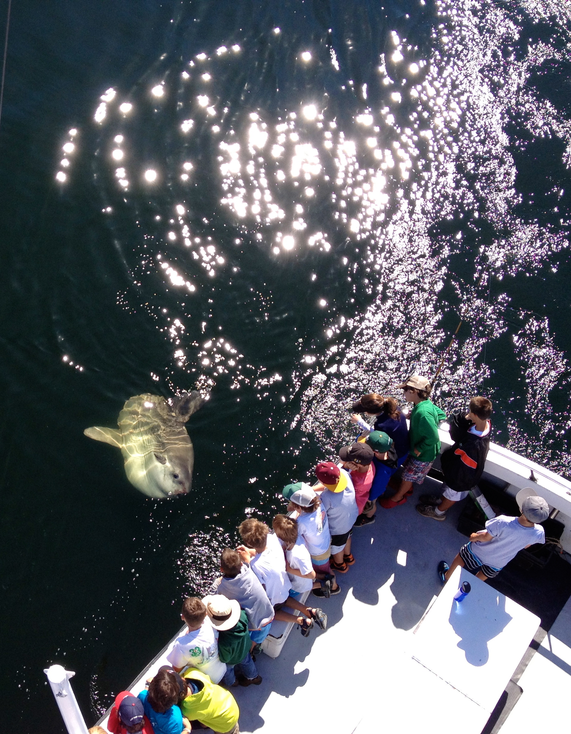 Observing an ocean sunfish from aboard the F/V Erica Lee