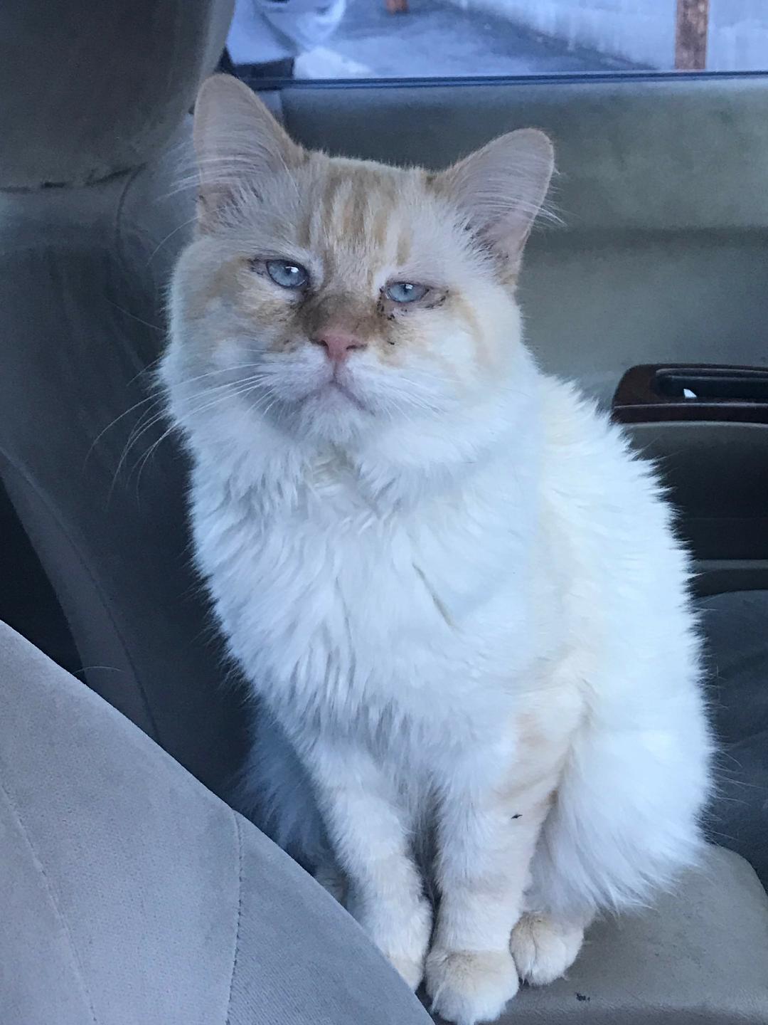 Beauregard living in a car