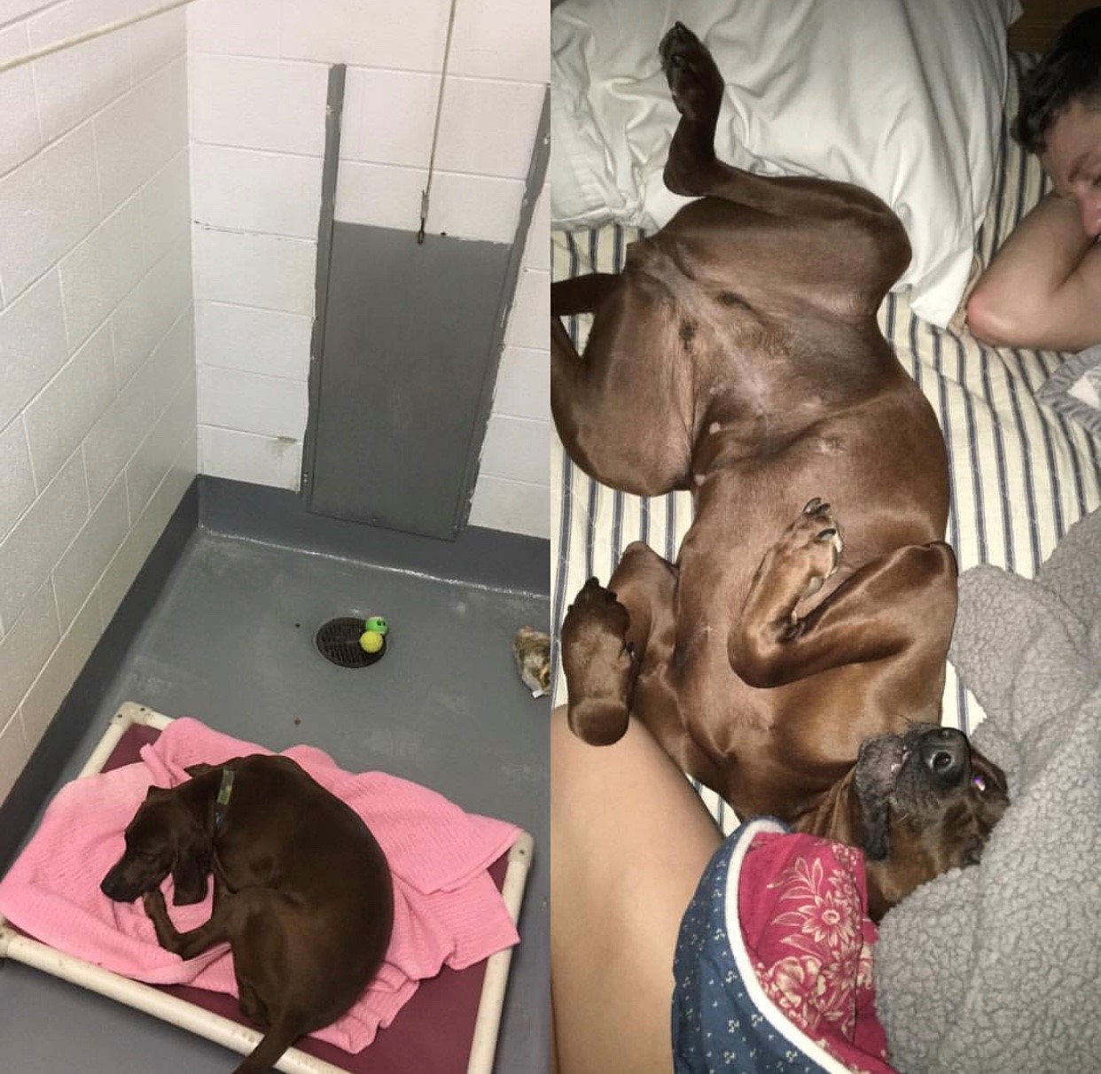 Before and After Adoption