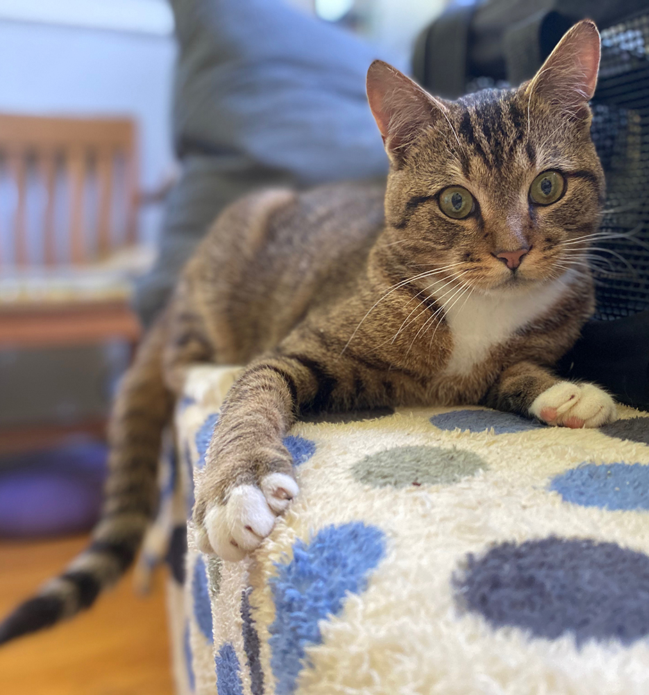 Benji, Foster #7 at Foxtail Farms