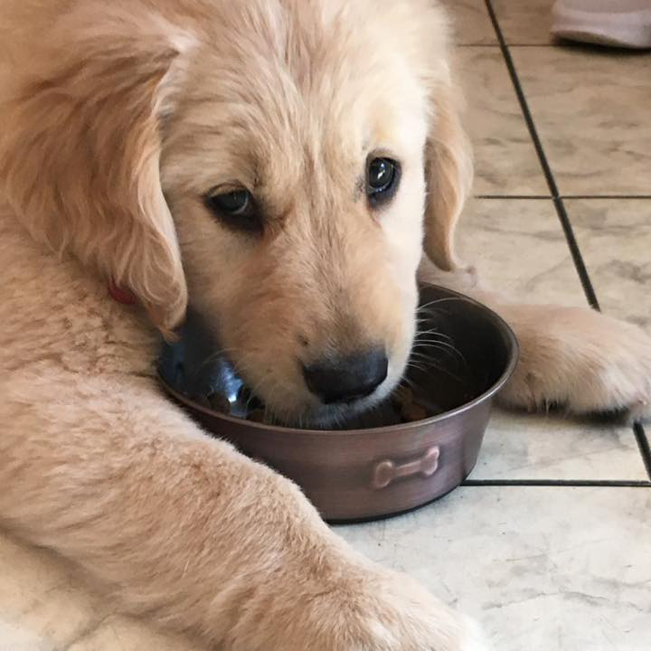 Berkley - Future Leader Dog as a puppy