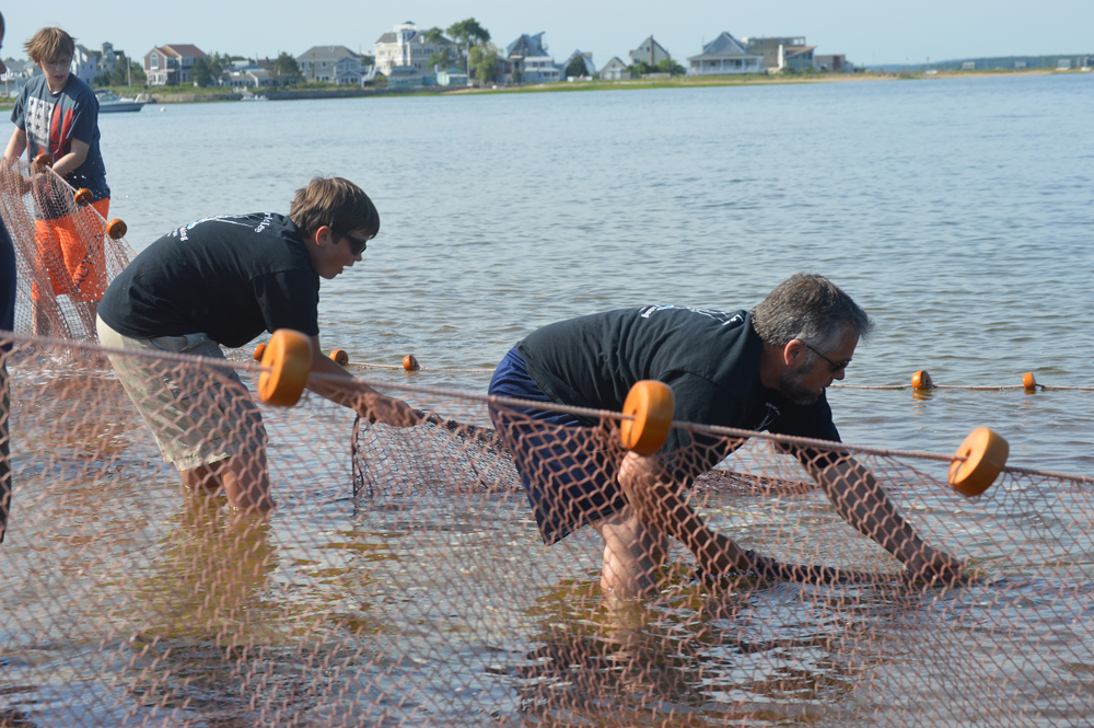 Hauling in a beach seine net on Plum Island
