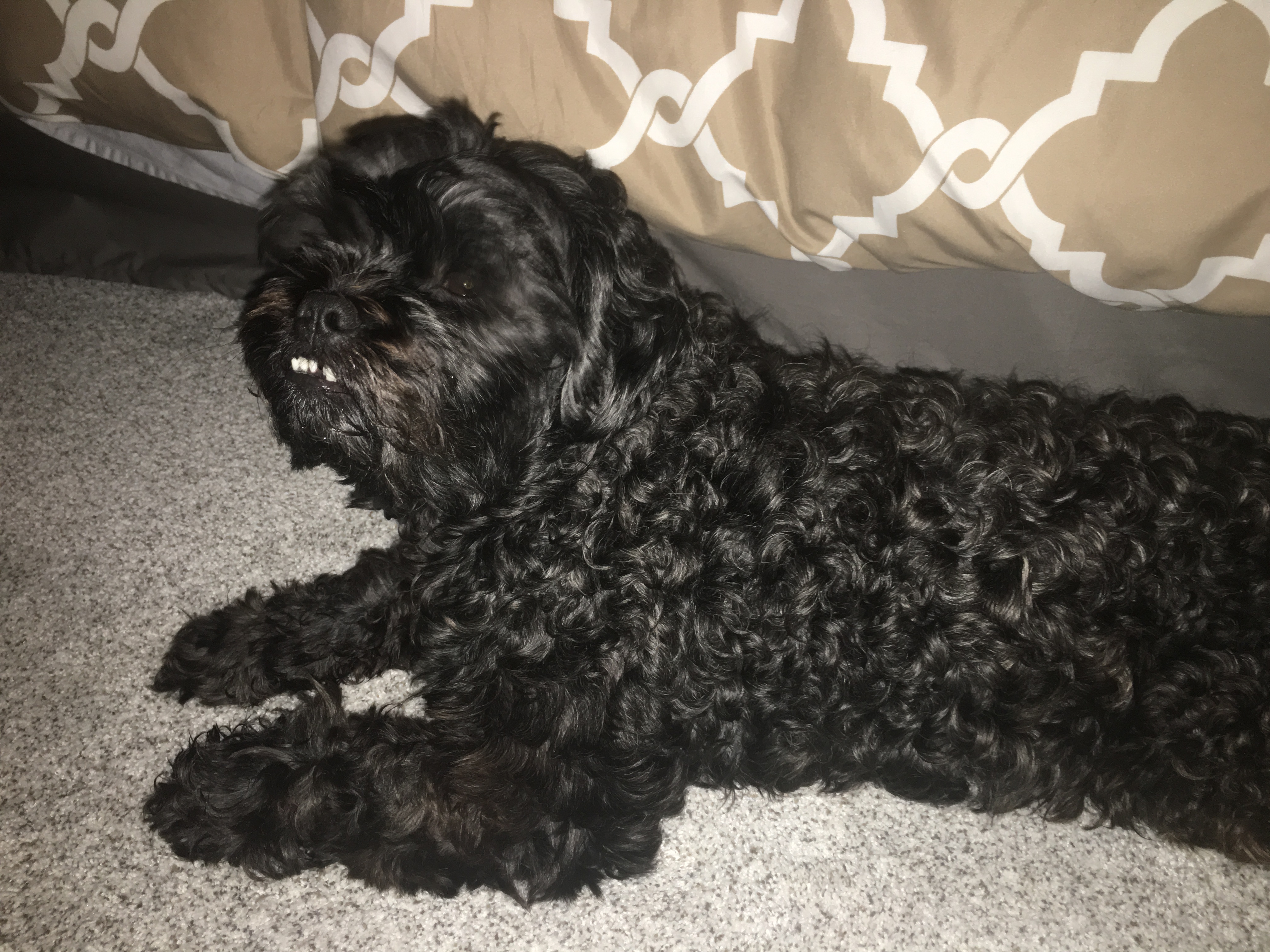 Keeping the carpet down.