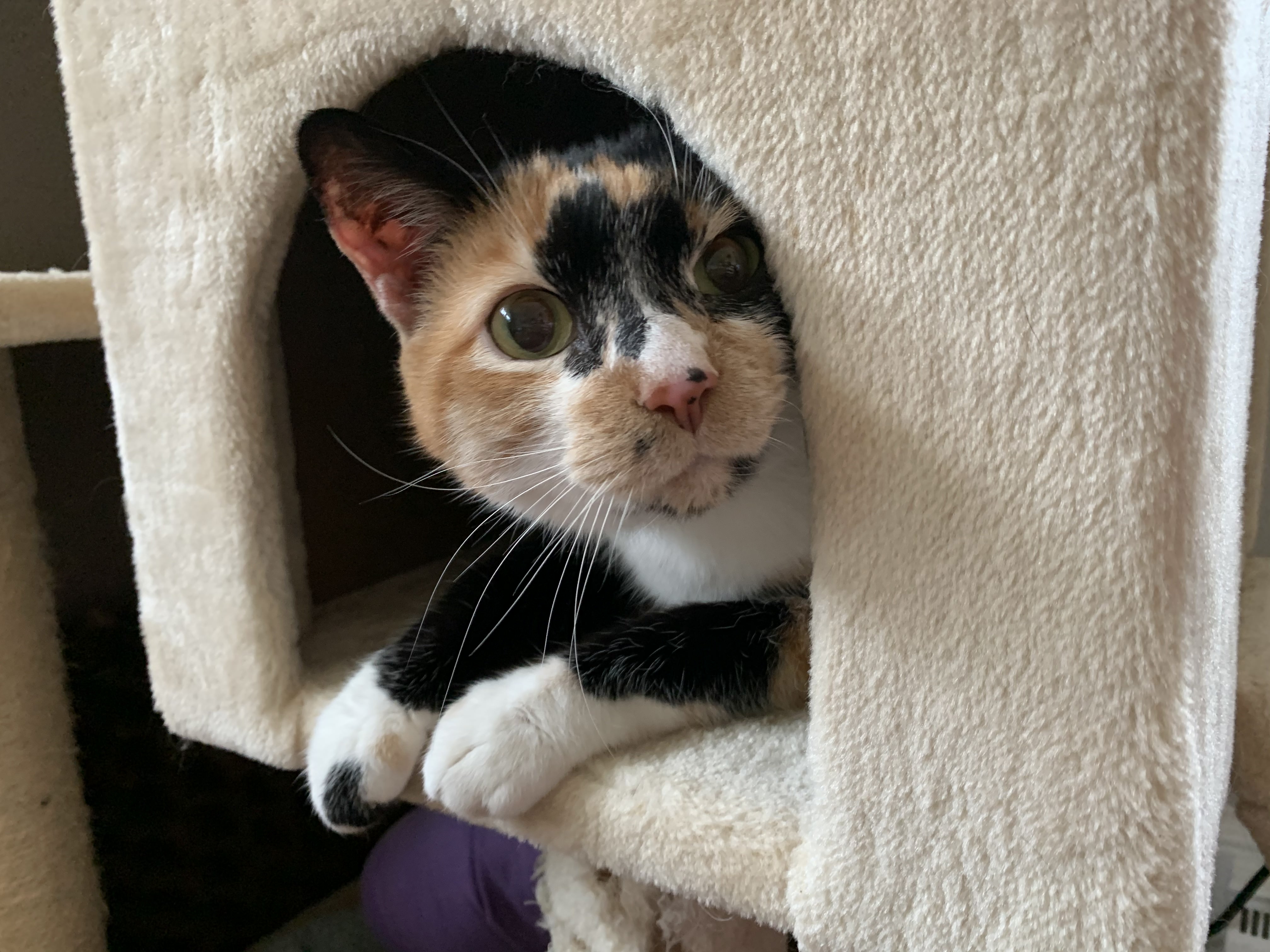 Callie, Foster #15 (brief, on her way to another foster home) at Foxtail Farms