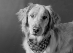 https://secure.qgiv.com/event/account/583979/