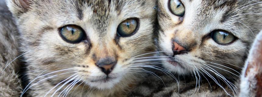 June is Adopt a cat Month.