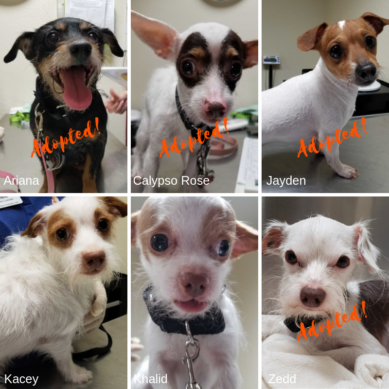The Coachella Six Pack of Pups. MSRPAC took in 6 of 38 dogs rescued from dire conditions in an animal cruelty case.