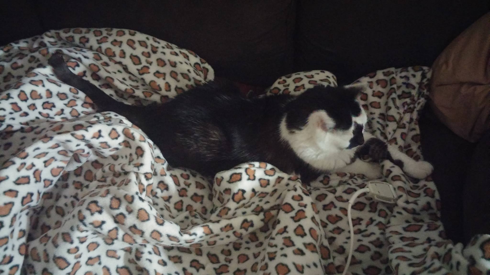 Hanging out on Mommy's Heated Blanket