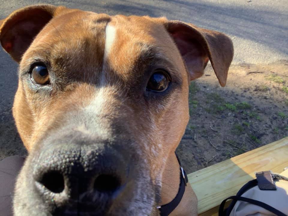 Cupcake snoot close up.jpg