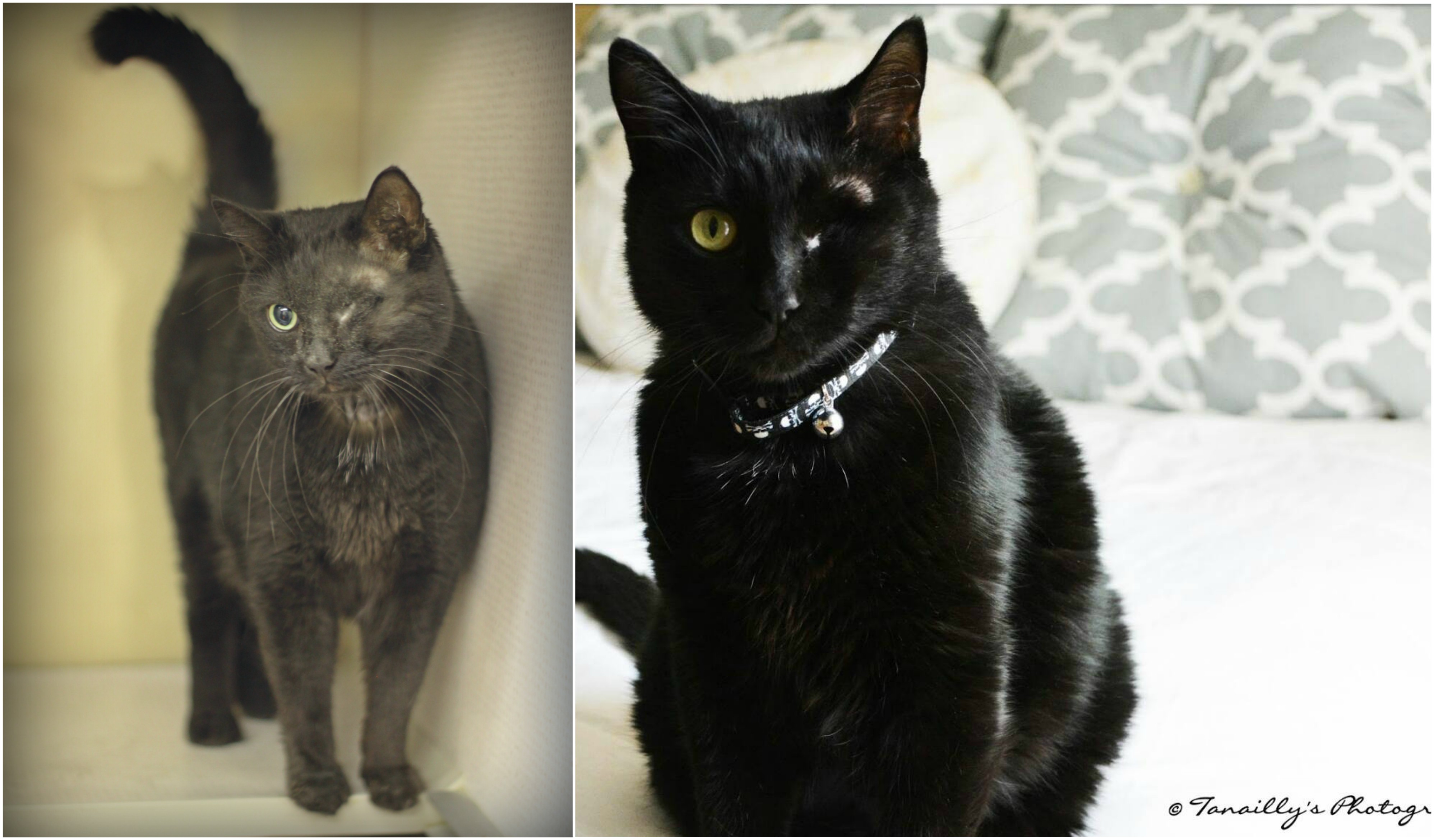 Damascus's Happy Tail