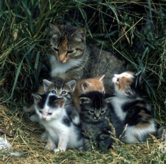 Spay/neuter of community cats prevents unwanted births, but when kittens are already born outside, our trappers can catch the babies, place them in foster care, and eventually find them new homes.