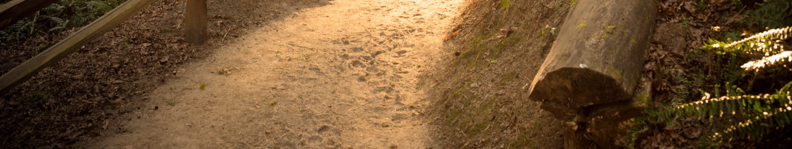 Miles for Forest Park