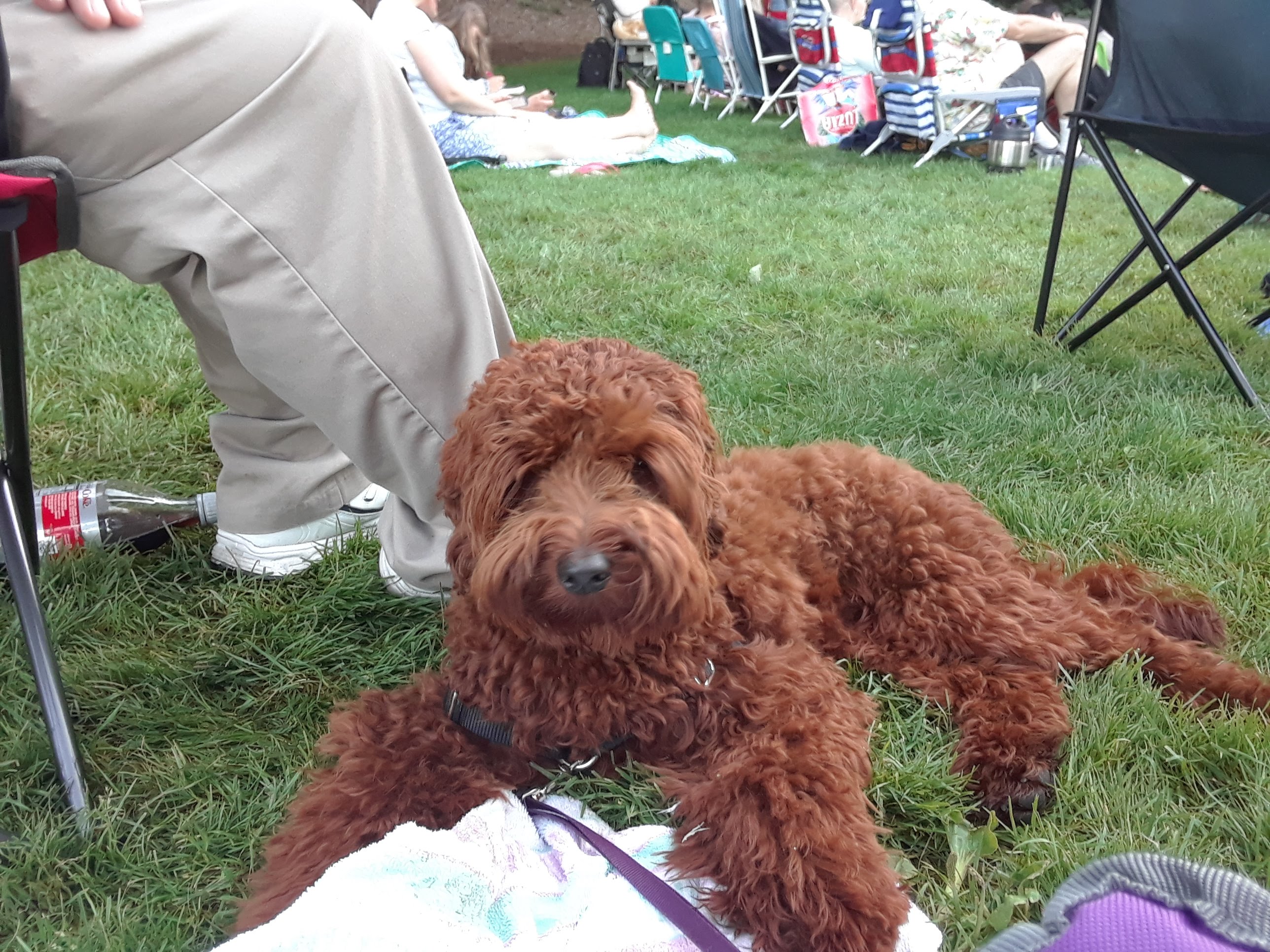 Fred Takes in Wooden O 2018