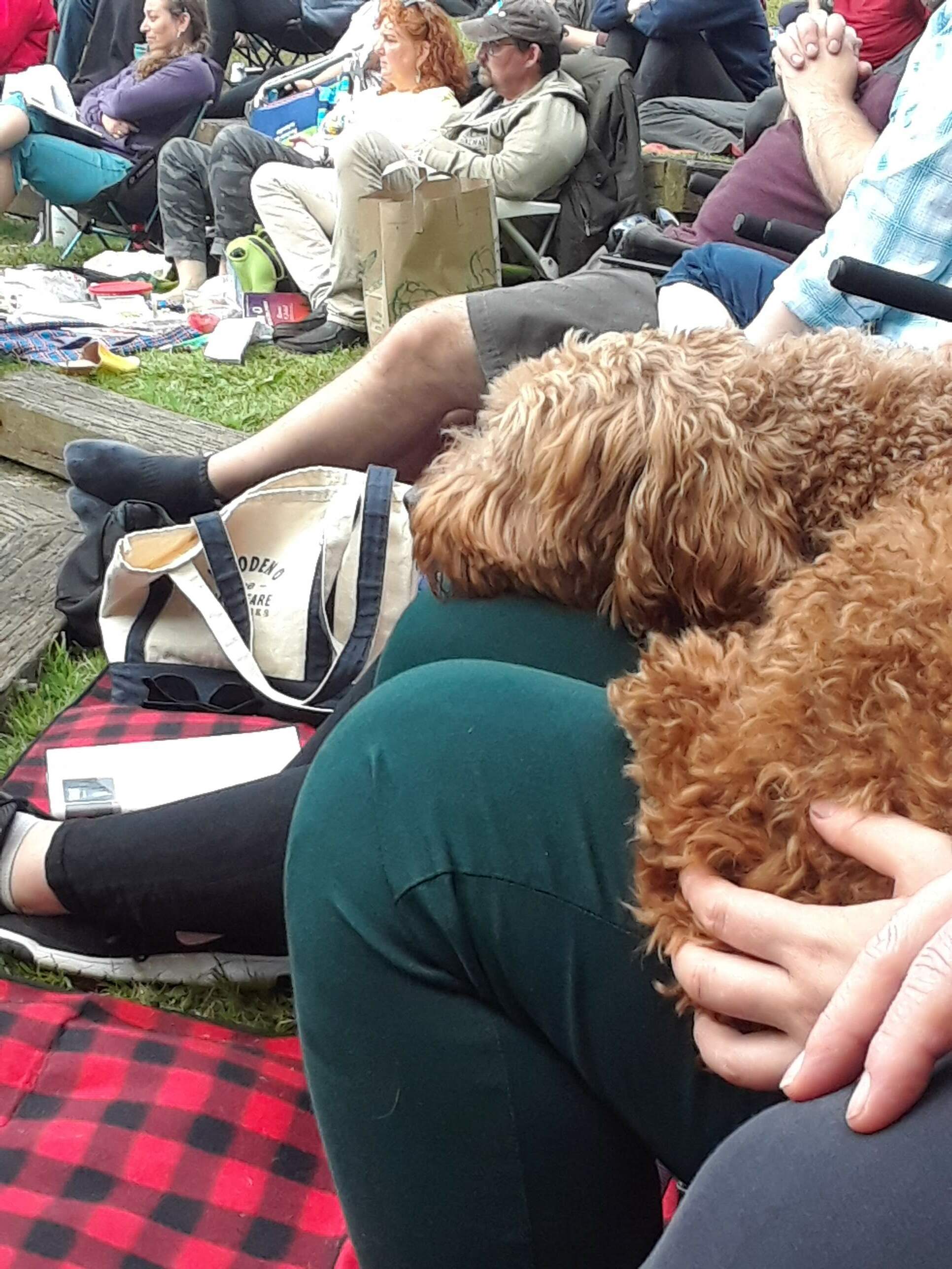 Fred Takes in Wooden O 2019