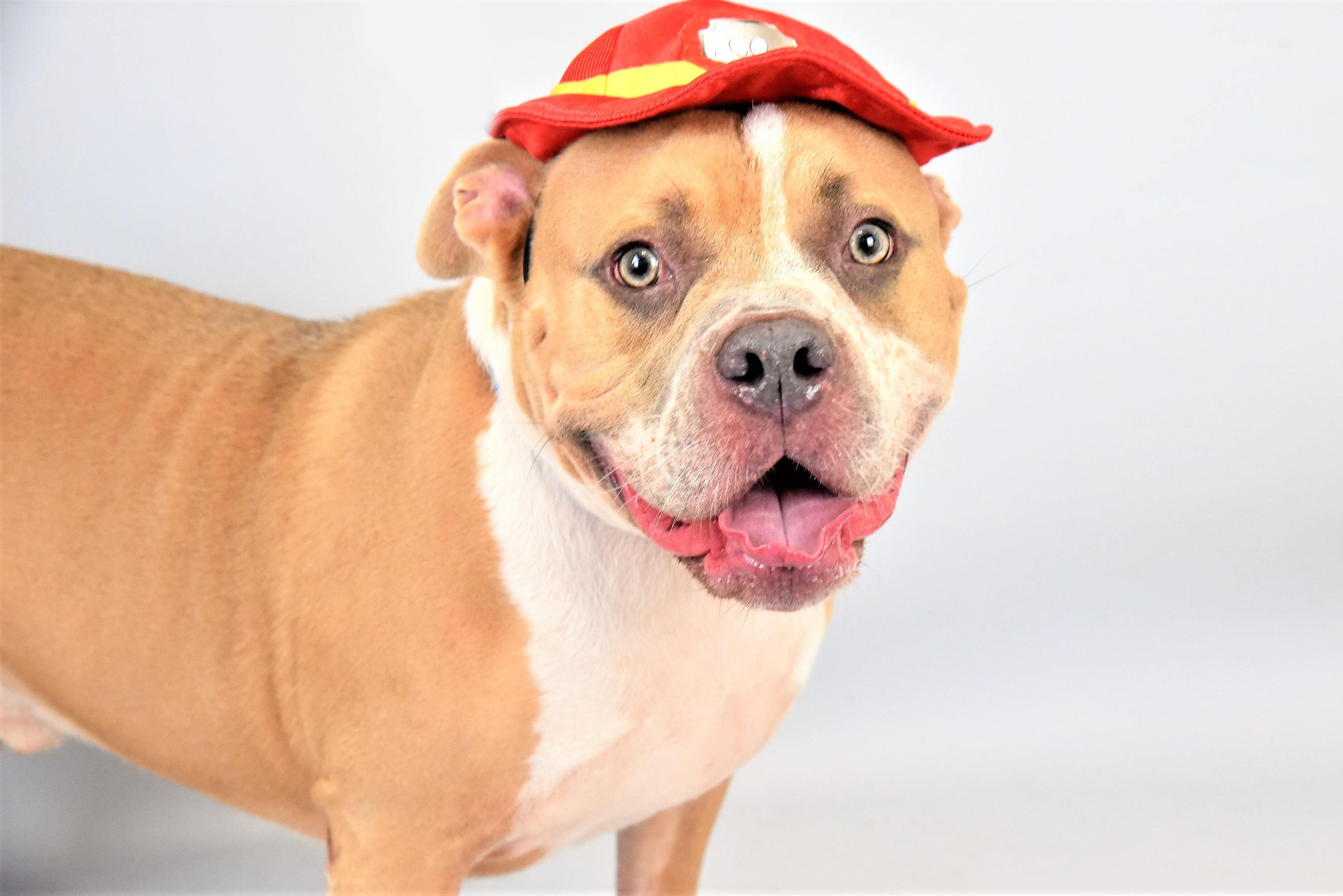 Adopt Gino 660550