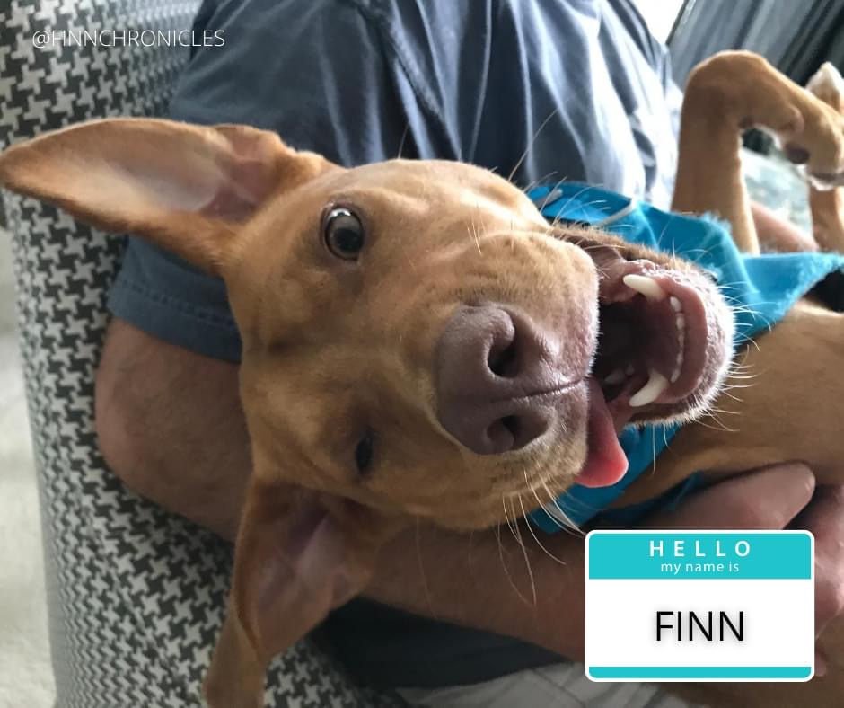 Hello, my name is Finn.