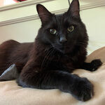 Henri, Foster #11 at Foxtail Farms