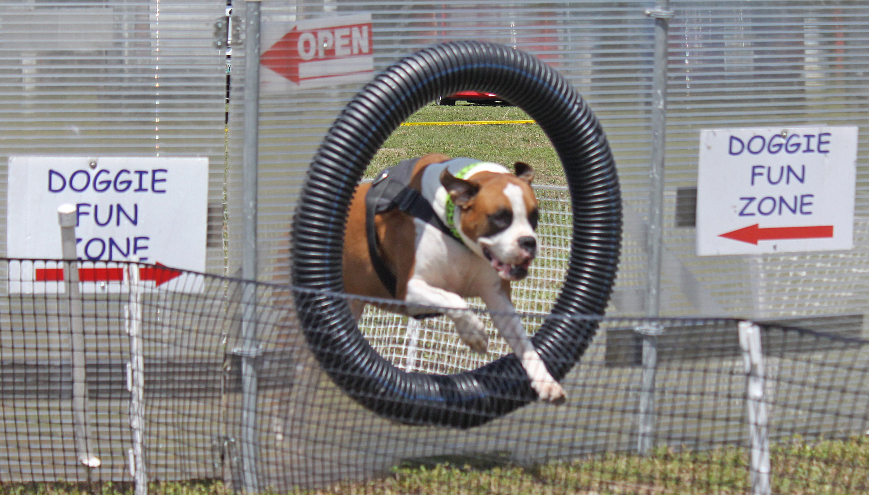 Doggie Fun Zone