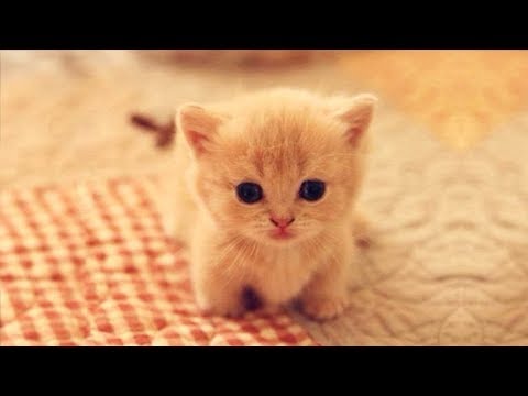 tiny kitty