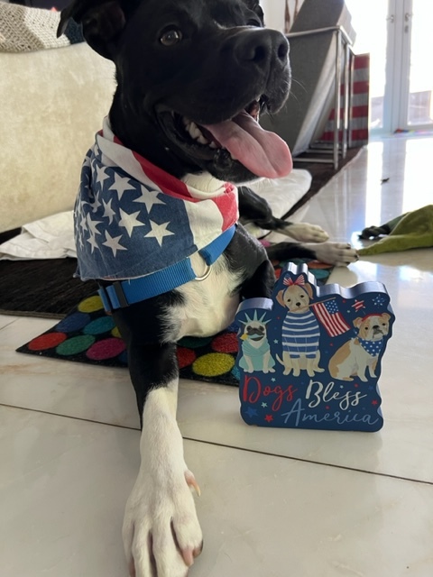 July 4 Patriotic Dog
