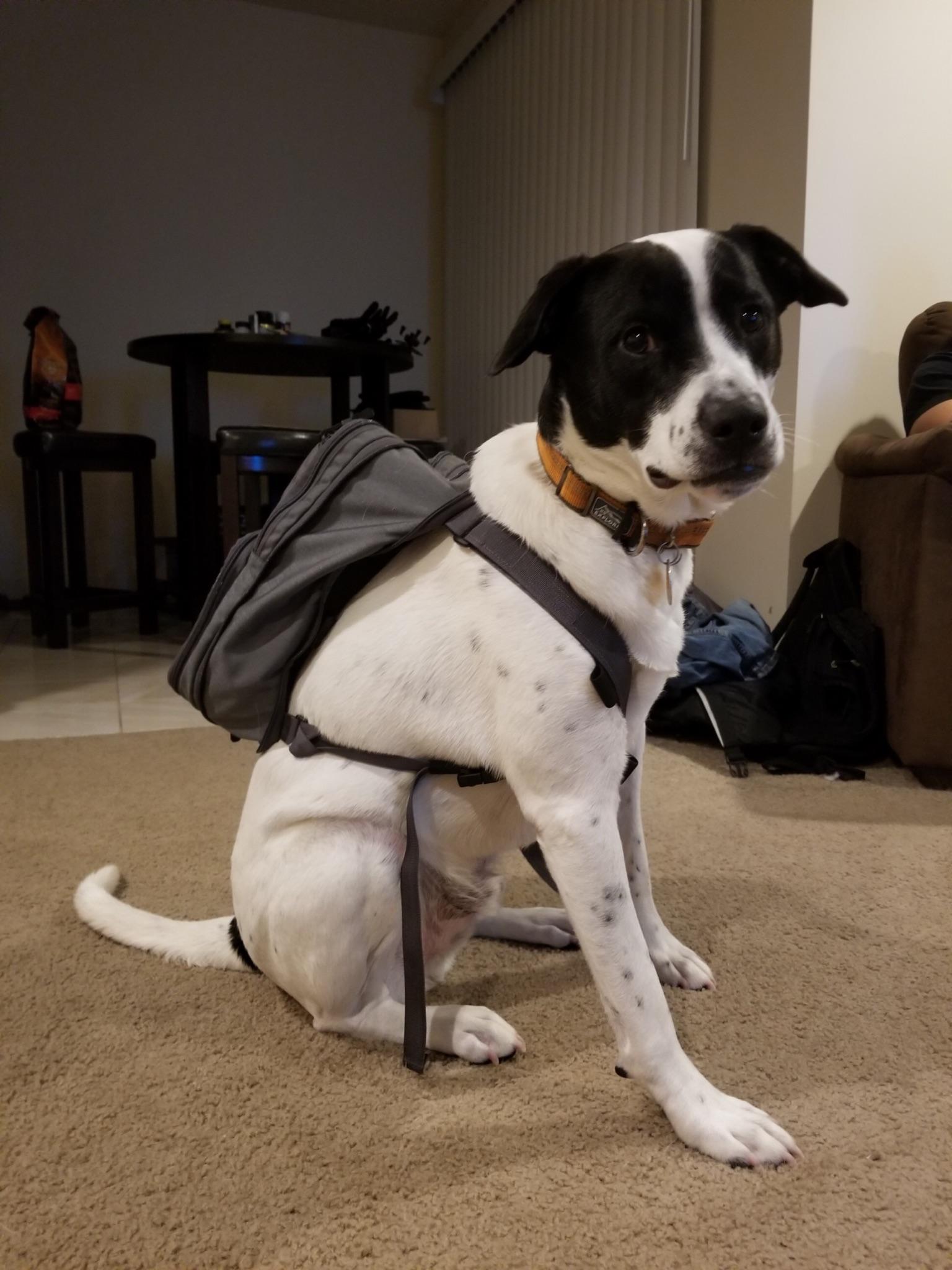 Milo all ready for school!