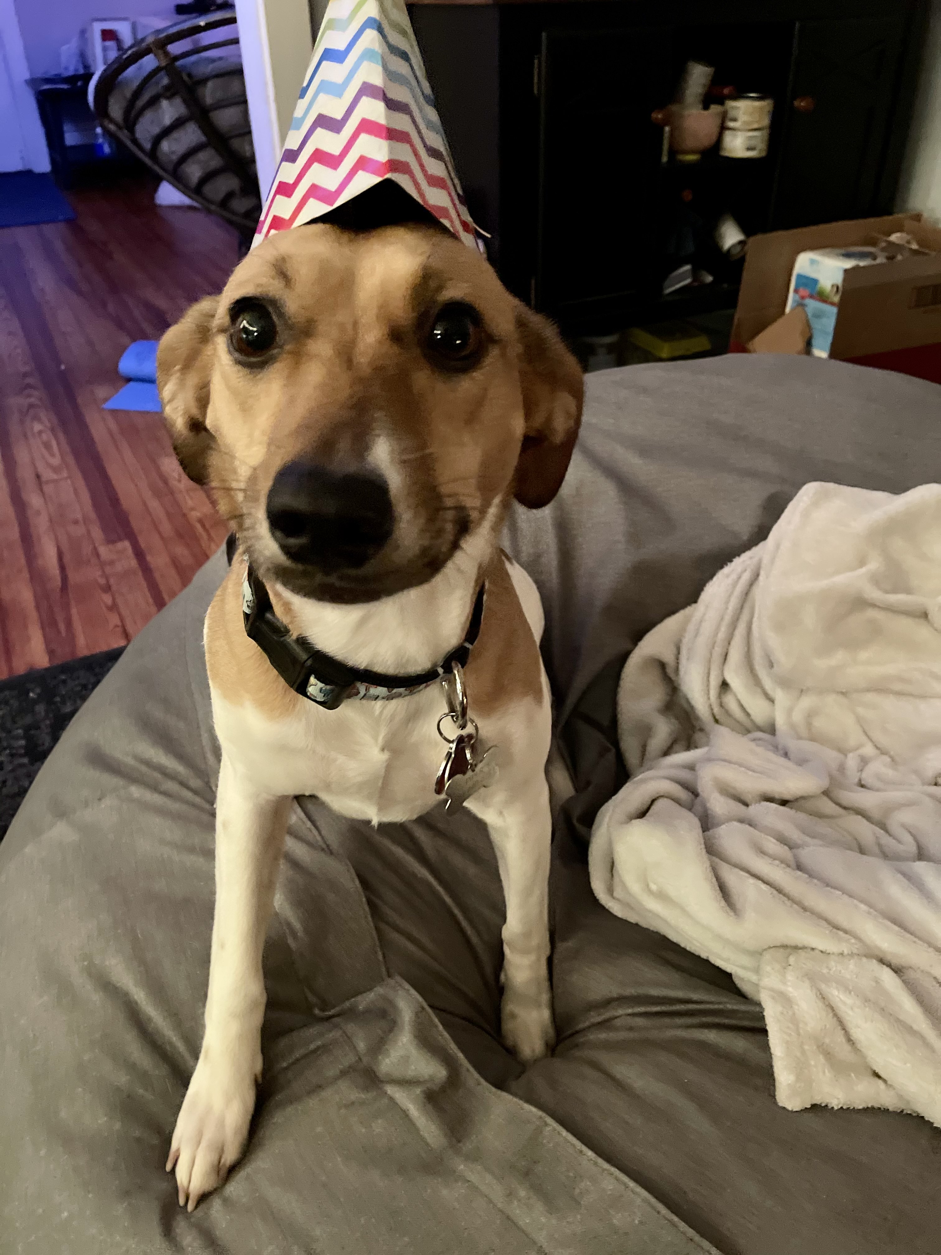 Piper's First Gotcha Day