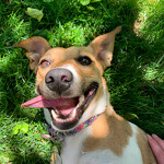 Piper after some backyard zoomies