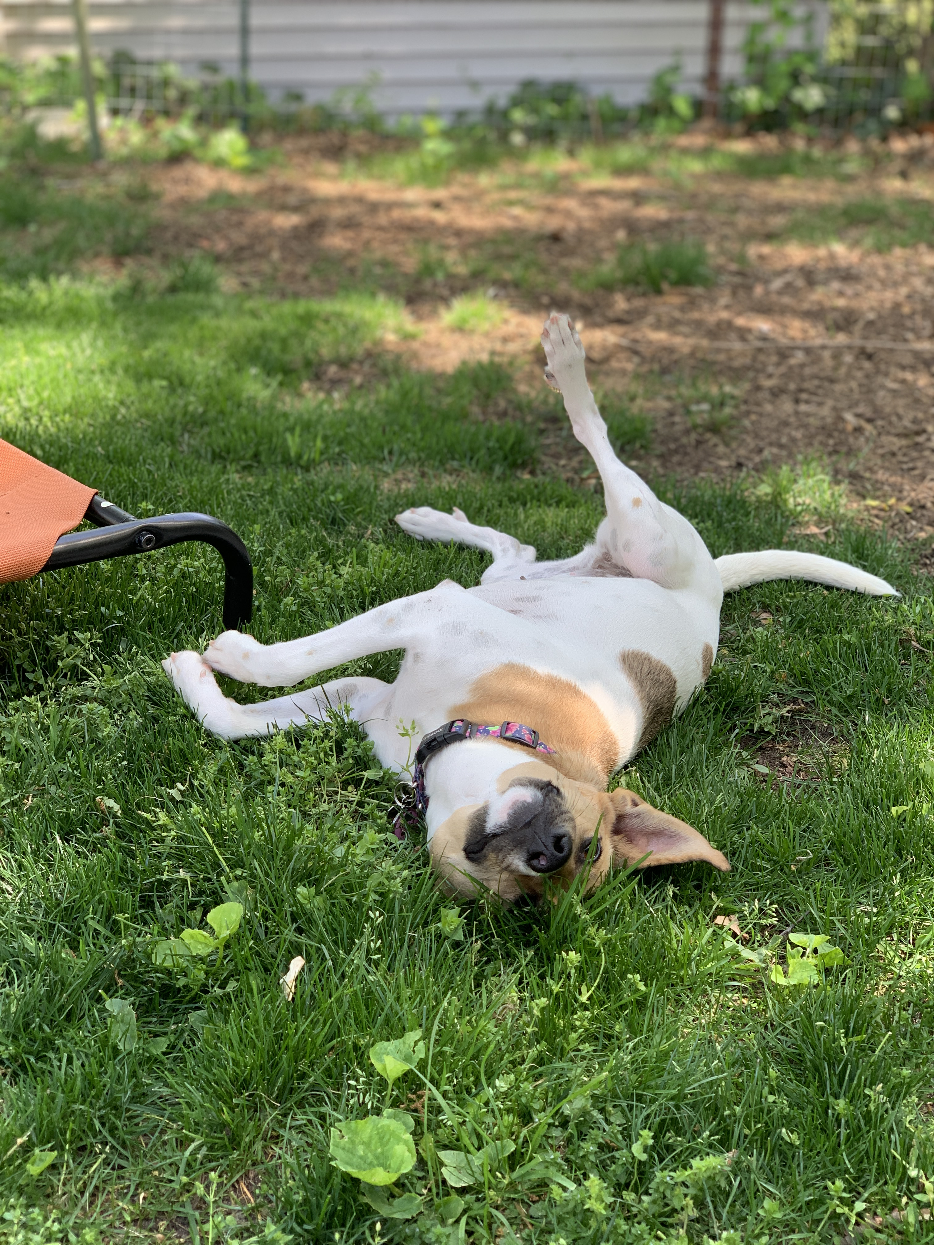 Piper rolling in the grass