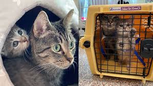 MSPCA is in need of good homes.