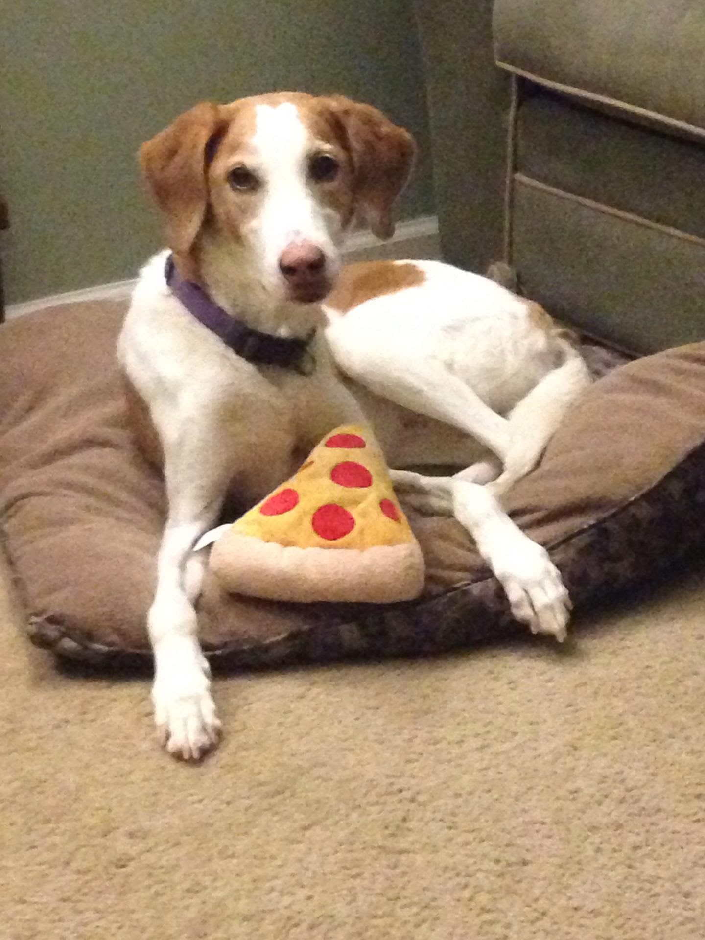 Gracie and her favorite pizza