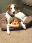 Gracie and her favorite pizza