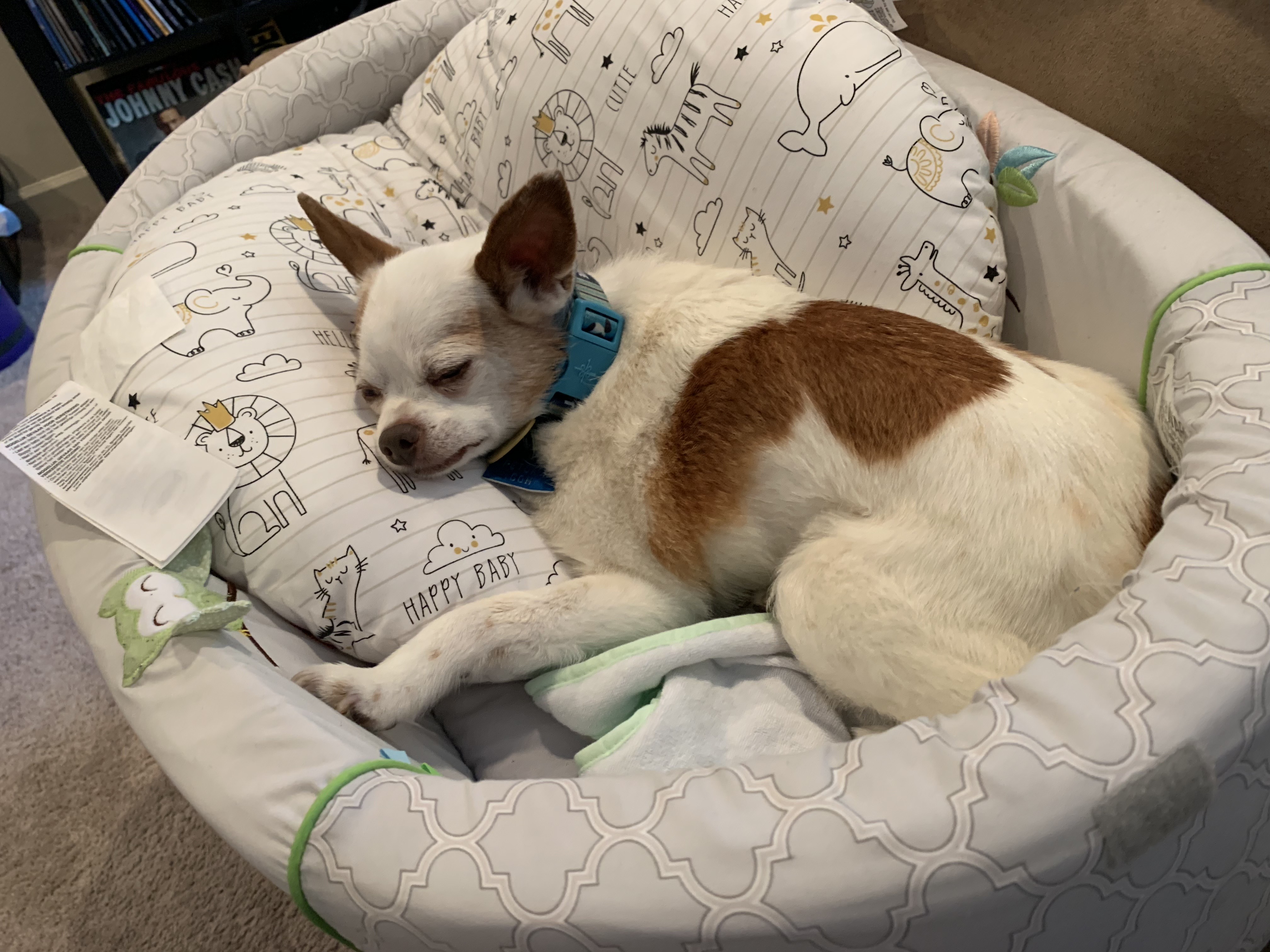 Peanut Butter always loved snuggling up in Blake's boppy. RIP buddy