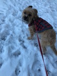 Sammy's First Snow after leaving Houston
