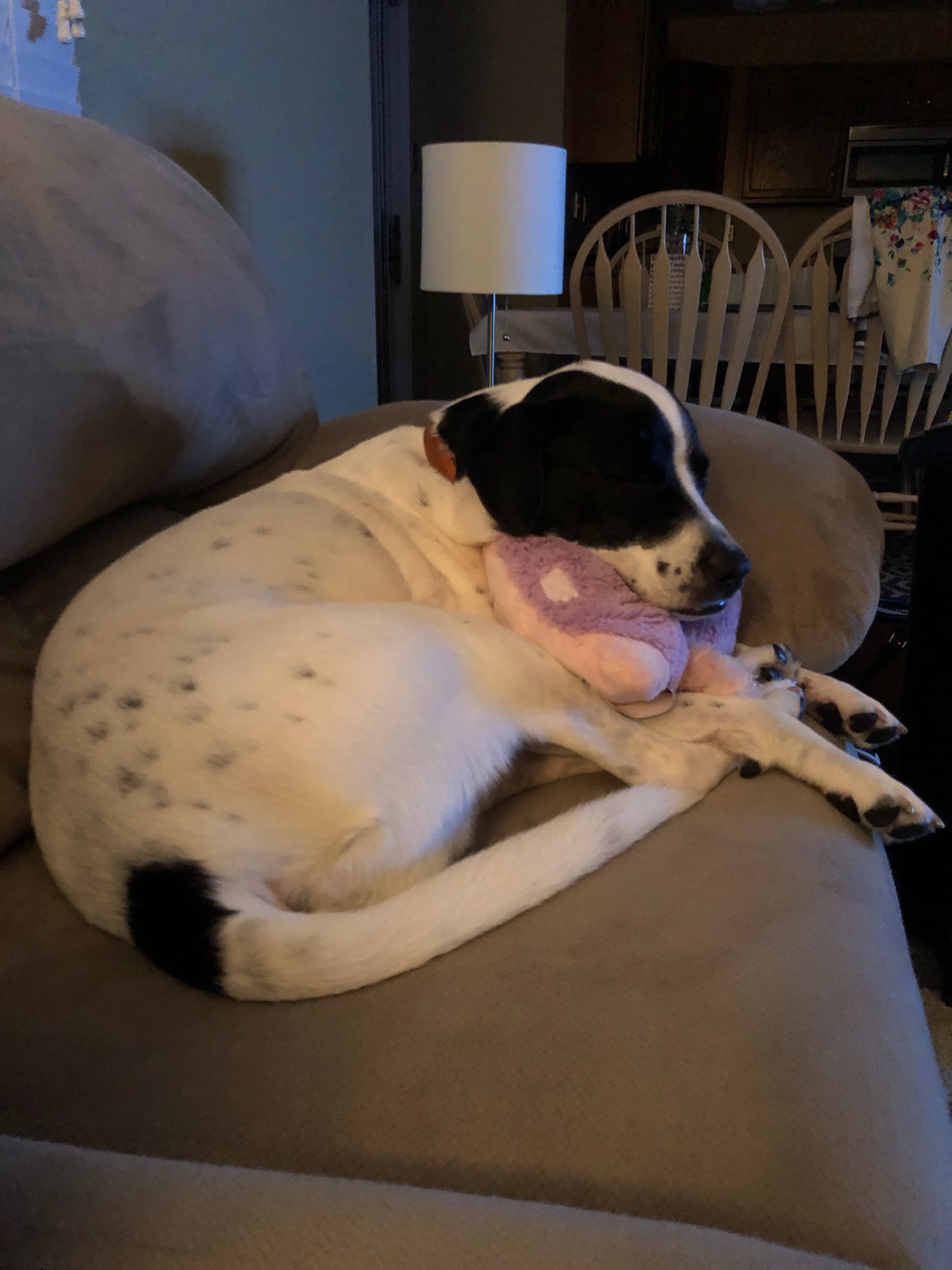 Milo taking a nap with his pillow pet!