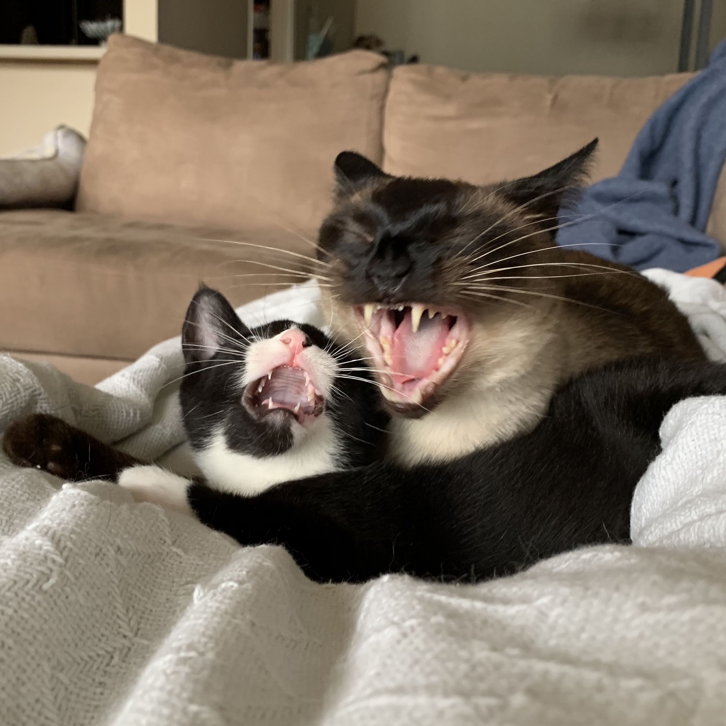 Papa Bear & his Foster Sidekick, Oliver