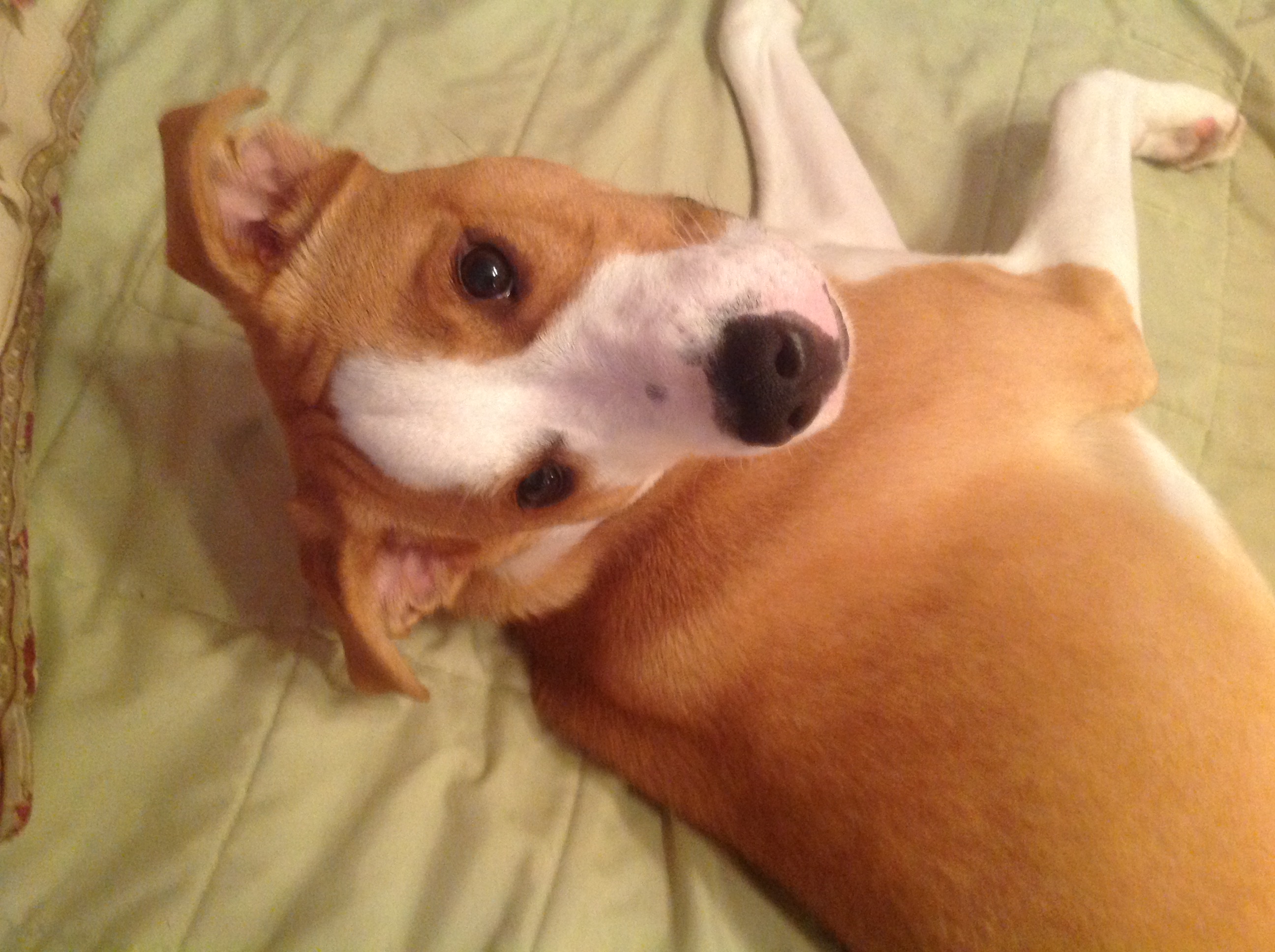 Flash and his favorite blankie