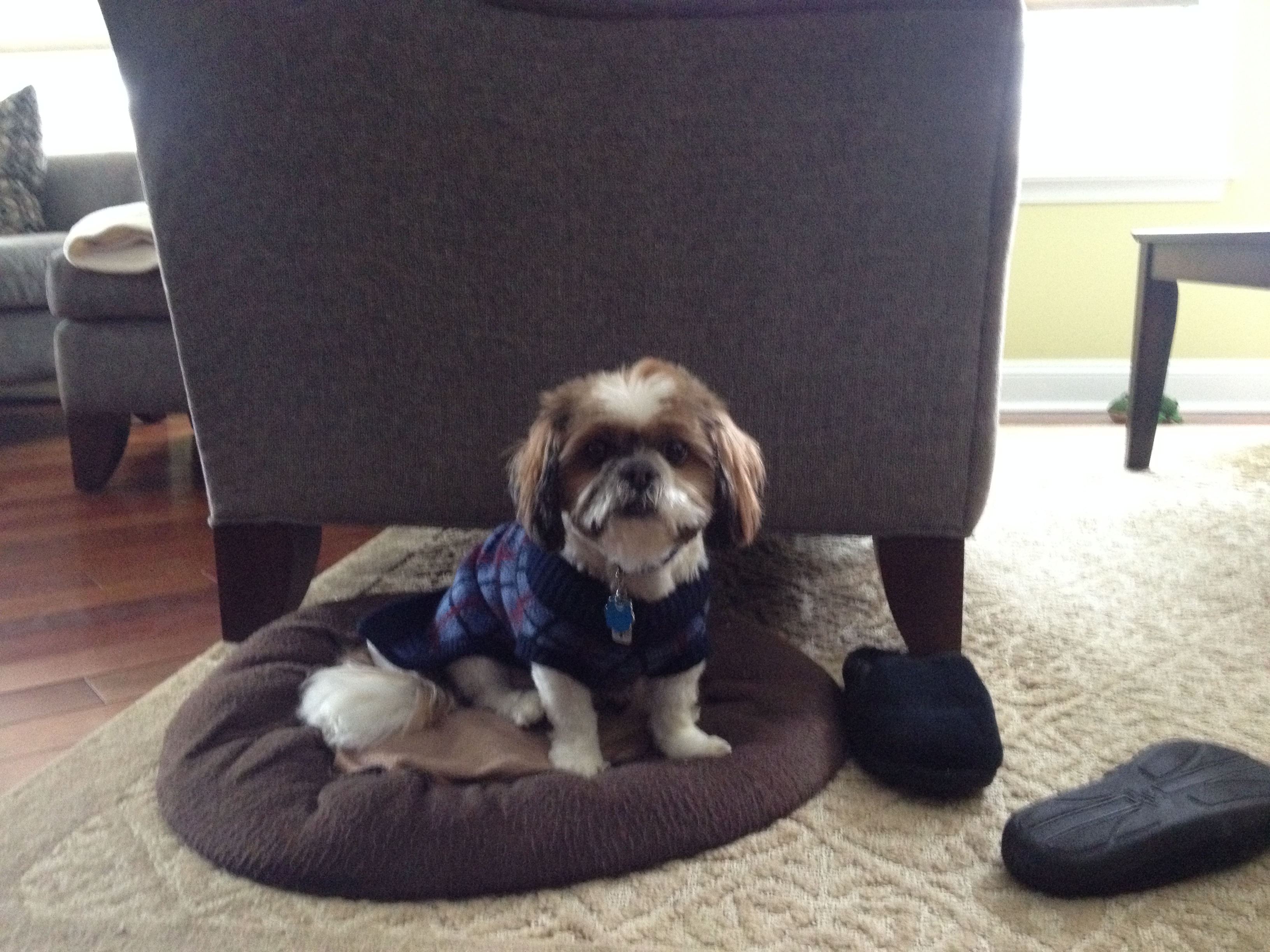 Flash's cousin Gizmo (Also a PAC Alum)