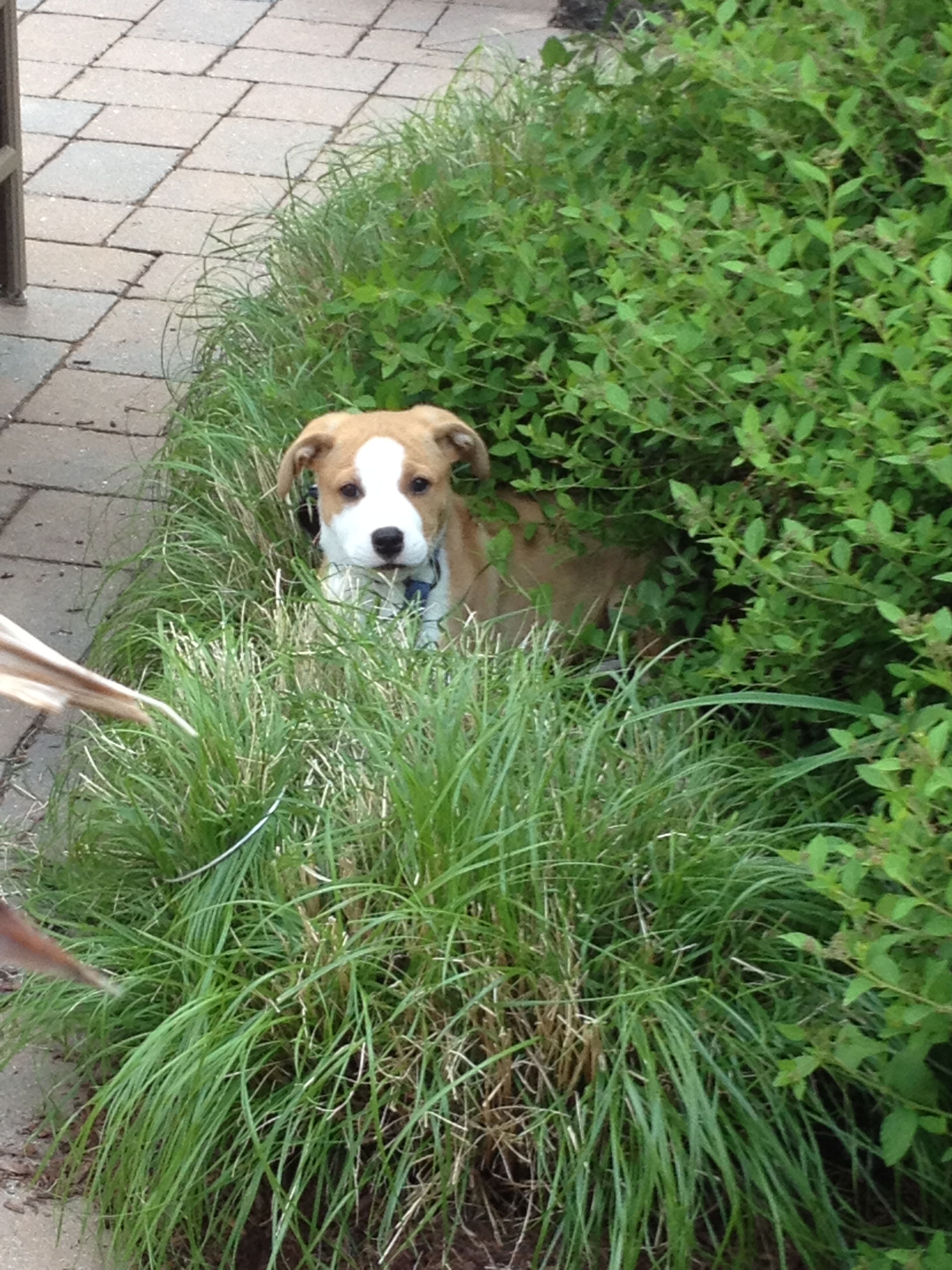 Flash studying camouflage and subtlety