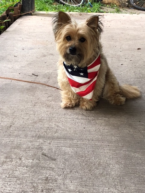 Sammy on the Fourth of July
